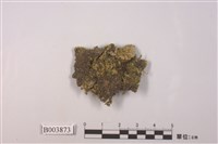 藏品(東亞黃苔)的圖片